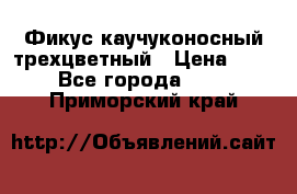 Фикус каучуконосный трехцветный › Цена ­ 500 - Все города  »    . Приморский край